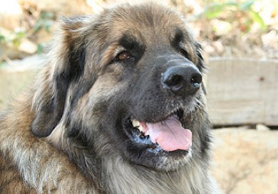 Leonberg